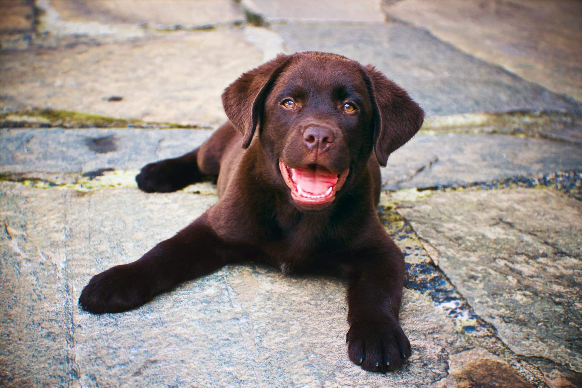 How to Recognize the Early Signs of Hip Dysplasia in Labrador ...