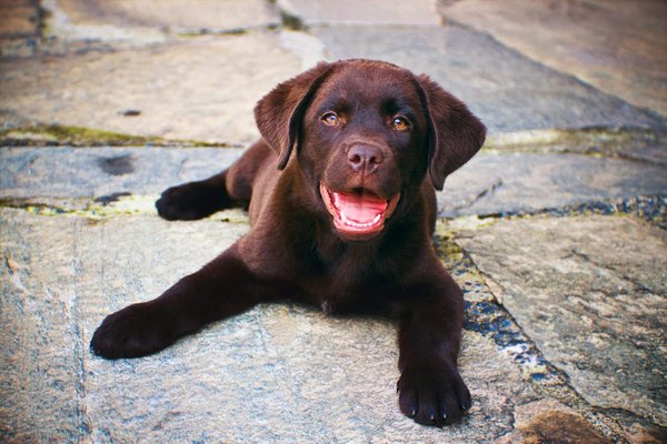 How to Recognize the Early Signs of Hip Dysplasia in Labrador Retrievers?