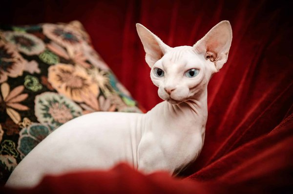 What Is the Optimum Frequency of Bathing for a Sphynx Cat to Avoid Skin Issues?