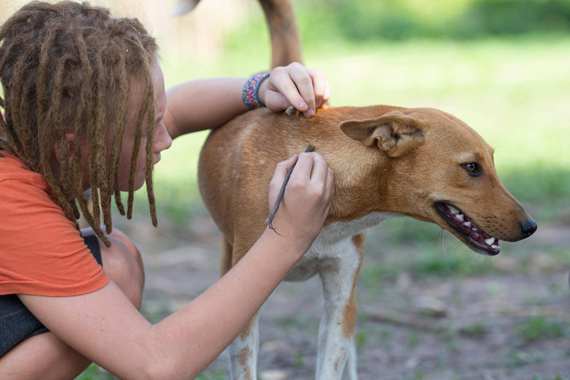 What Impact Does Volunteering at Animal Shelters Have on Teenagers ...